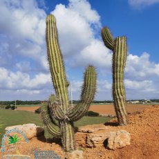 Botanicactus