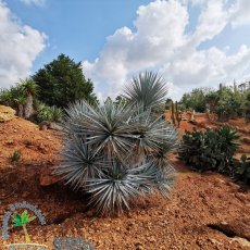 Botanicactus