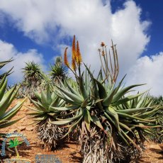 Botanicactus