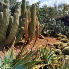 Botanicactus