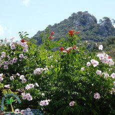 Jardines de Alfabia