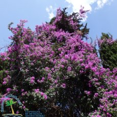 Jardines de Alfabia