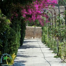 Jardines de Alfabia