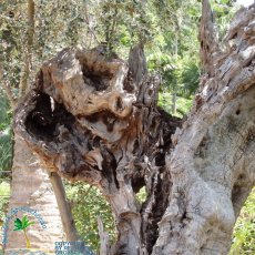 Jardines de Alfabia